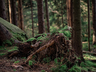 Old dead tree covered with moss