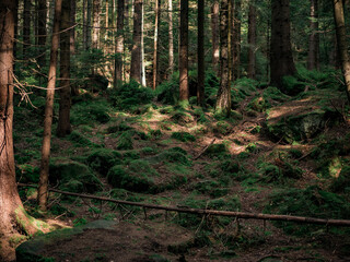 Forest mountainside