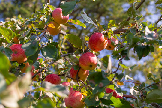 An apple tree strewn with ripe red juicy delicious apples. 