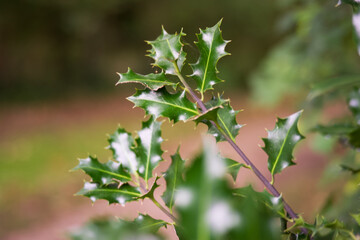 close up of leaves of a tree