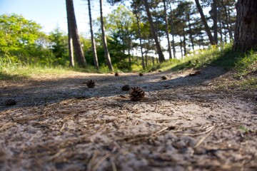 pinecone in the forrest