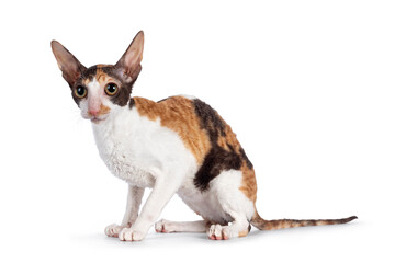 Obraz premium Cute little tortie with white Cornish Rex cat kitten, sitting side ways. Looking towards camera with big eyes. Isolated on a white background.