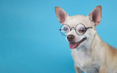 brown short hair Chihuahua dog wearing eye glasses,  sitting  blue background with copy space, smiling and looking at camera. Intelligent pet concept.