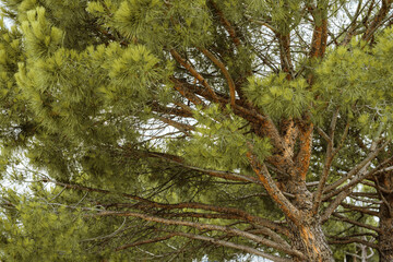 European red pine (Pinus sylvestris)