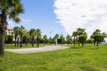 Palm trees in park of the beach, Anaklia, Georgia