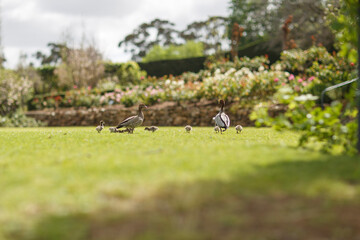 mother and father duck with their baby ducks walking in a field of grass in Adelaide, South Australia