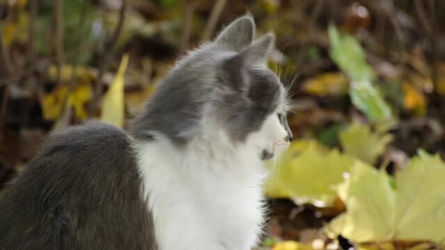 A small kitten looks around in fright against a blurred background of autumn foliage. Close-up