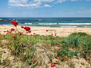 Poppies on the beach