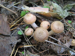 mushrooms in the forest