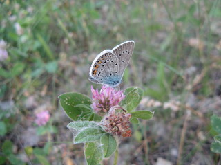 butterfly on a flower