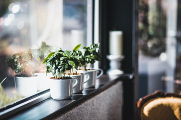 Plante verte qui pousse dans une tasse, devant une fenêtre. La plante est posée sur un rebord de mur.