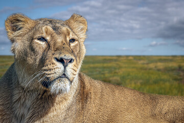 a lioness laying in the savanna field