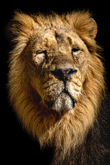 close up of a male lion on a black background