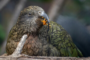 closeup of a green Kea parrot