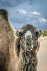 Fototapeta premium Bactrian Camel Standing on Sandy Beach Under Dramatic Stormy Clouds with High Contrast Moody Atmosphere