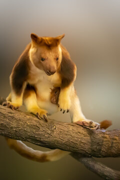 a tree kangaroo with a baby in the pouch