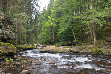 Obraz premium Summer landscape with trees and river