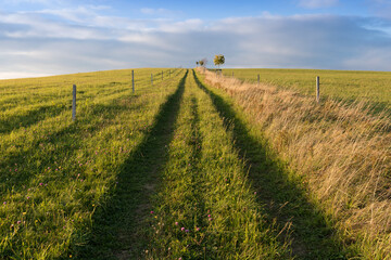 Landscape with dirt road between meadow early in the spring. Agriculture, fields and pastures. Lonely trees. Nature design. Summer day