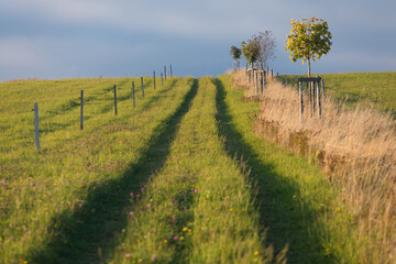 Naklejka premium Landscape with dirt road between meadow early in the spring. Agriculture, fields and pastures. Lonely trees. Nature design. Summer day