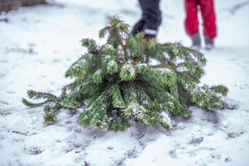 A felled Christmas tree lies in the snow. Preparation for the new year and Christmas