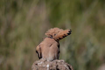 Eurasian Hoopoe (Upupa epops) perched on a rock