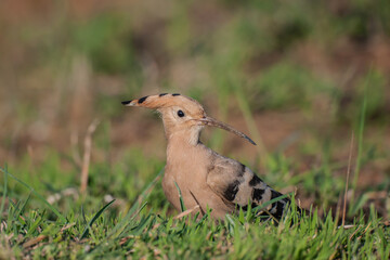 Eurasian Hoopoe (Upupa epops) feeding on grass