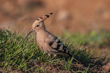 Eurasian Hoopoe (Upupa epops) feeding on grass