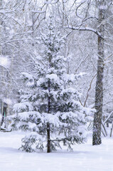 Snow covered spruce in a winter park during snowfall