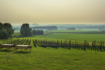 Vineyard with two picnic tables in a summer hazy rolling landscape with rows of trees and a winding path.