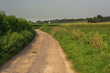 Obraz premium Winding country road in a summer rolling landscape with cornfields and vineyards with trees and a white house on the horizon.