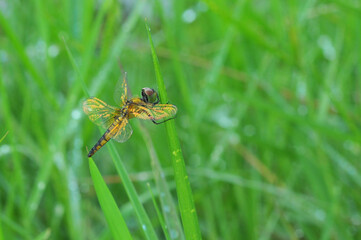 Aetriamantha brevipenis in the morning
