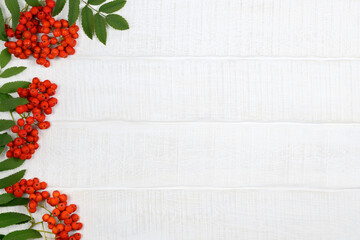 Rowan berries with green leaves on white wooden background. Flat lay, top view