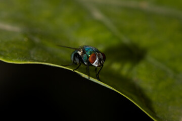 Macro image of a specimen of Green Bottle Fly on a leaf with blurred background and copy space