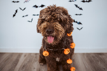 Scary spanish water dog in halloween costume at home. October holidays