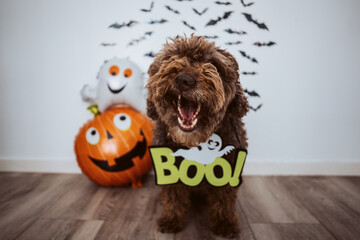 Scary spanish water dog in halloween costume at home. October holidays