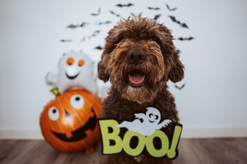 Scary spanish water dog in halloween costume at home. October holidays