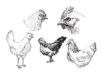 set of illustrations with chickens