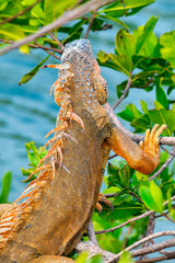 Big Iguana ona tree at sunset.