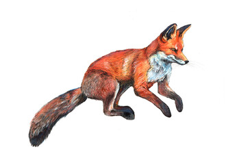 jumping fox