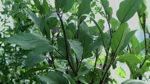 Aubergine, Melanzanie violett