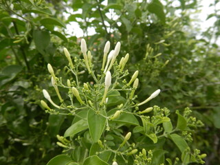 The jasmine bud is beautiful to look at...