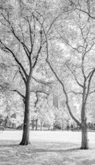 Fototapeta premium Trees and buildings from Central Park in foliage season, New York City.