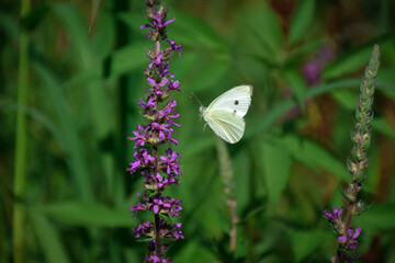 butterfly on a flower