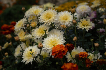 Chrysanthemum garden. White autumn flowers among orange ones in a flower bed. Beautiful delicate chrysanthemums bloomed in the park. Soft focus, dimmed light. Vintage calm postcard for Mother's Day.