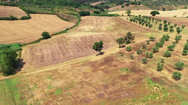 Tuscan countryside shot with drone at summer time. Aerial view of amazing country wheat fields in sunny weather, arid fields,green trees,olive trees 