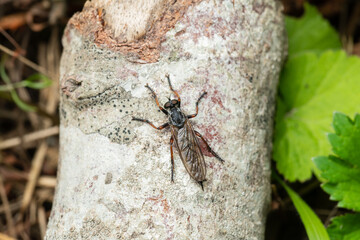 Neomochtherus is a genus of robber flies in the family Asilidae