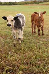 calves in the field in the autumn morning