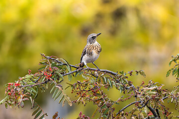 The fieldfare is sitting on a rowan branch. Wild bird on a bright colorful autumn nature.