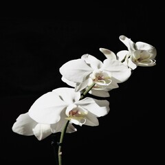 Fototapeta na wymiar Beautiful White Flowers in a dark background.