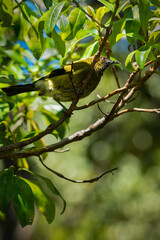 New Zealand bellbird (Anthornis melanura), also known by its Maori names korimako and makomako. Vertical format.